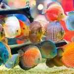 Cara Merawat Ikan Hias dengan Makanan yang Berkualitas